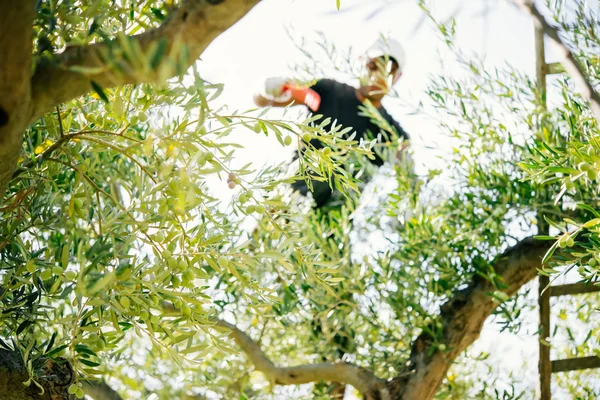 Olives harvest in Sicily — Stock Photo, Image
