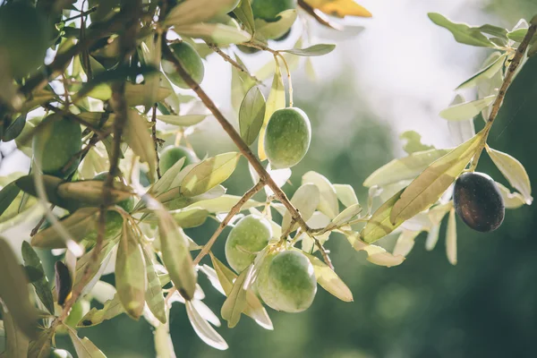 Raccolta delle olive in Sicilia — Foto Stock