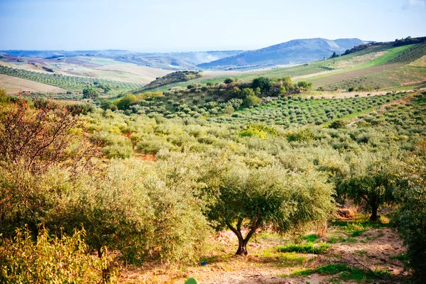 Oliven ernten in Sizilien — Stockfoto