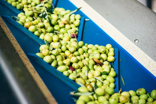 Olives harvest in Sicily — Stock Photo, Image