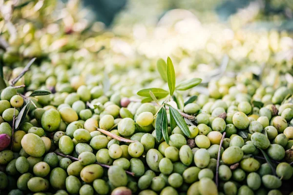 Olives harvest in Sicily — Stock Photo, Image