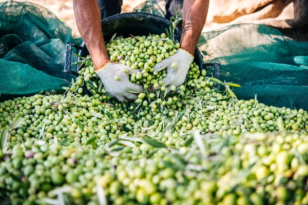 Olives harvest in Sicily — Stock Photo, Image