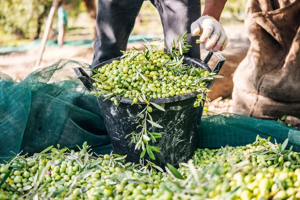 Урожай оливок на Сицилии — стоковое фото