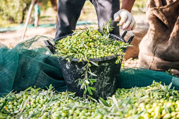 Olives harvest in Sicily — Stock Photo, Image