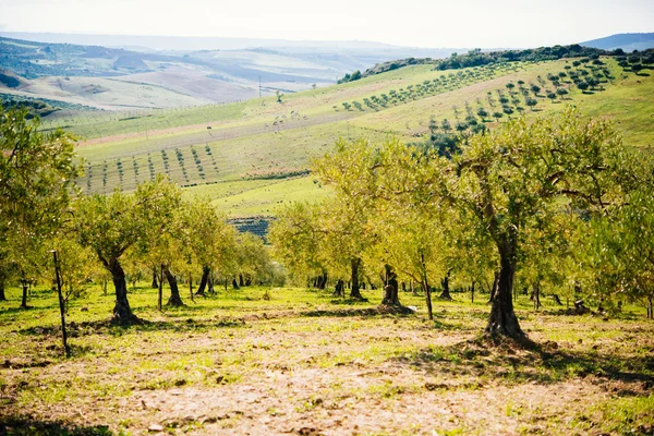 Oliven ernten in Sizilien — Stockfoto