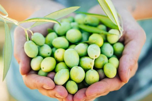 Zbiorów oliwek w regionie Sycylia — Zdjęcie stockowe