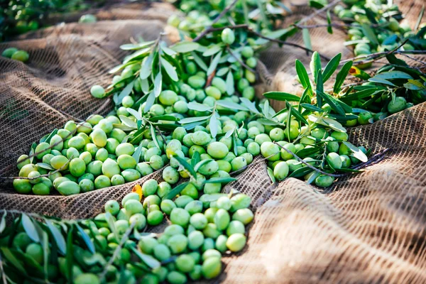 Olives harvest in Sicily — Stock Photo, Image