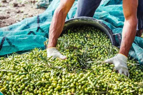 Récolte d'olives en Sicile — Photo