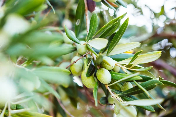 Raccolta delle olive in Sicilia — Foto Stock
