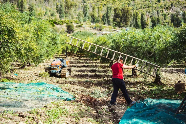 Olives harvest in Sicily — Stock Photo, Image