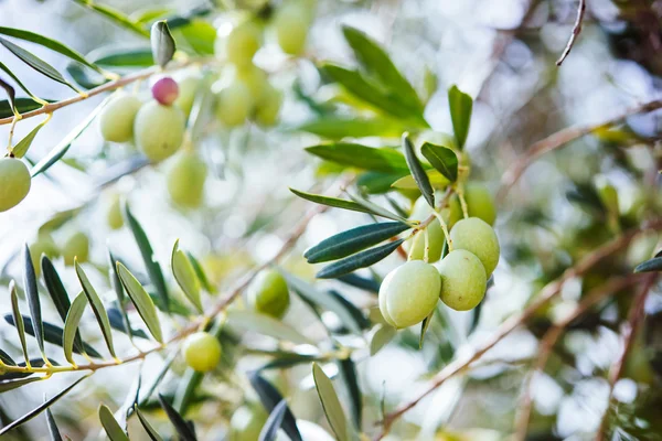 Raccolta delle olive in Sicilia — Foto Stock