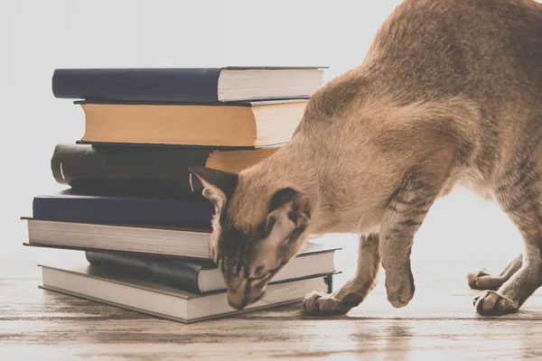 Katze und Bücherstapel — Stockfoto