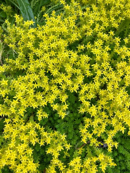 Sedum Acre Uma Planta Suculenta Perene Família Crassulaceae Pequenas Flores — Fotografia de Stock