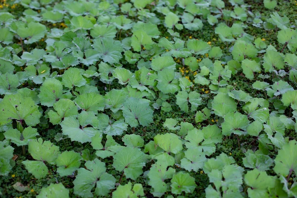 Tussilago Farfara Commonly Known Coltsfoot Large Green Leaf Flowers Covers — Stock Photo, Image