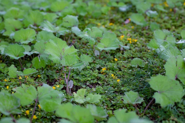 Küçük Çayır Sıçanı Yakın Plan Yeşil Doğal Bitki Arka Planı — Stok fotoğraf