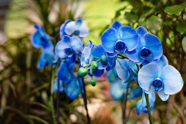 Zweig Mit Blauen Blüten Orchideenblüte Nahaufnahme Frische Natürliche Exotische Blume — Stockfoto