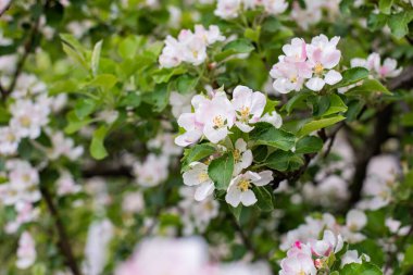 İlkbaharda elmanın doğal çiçekleri. Elma ağacı doğal arkaplan kartı