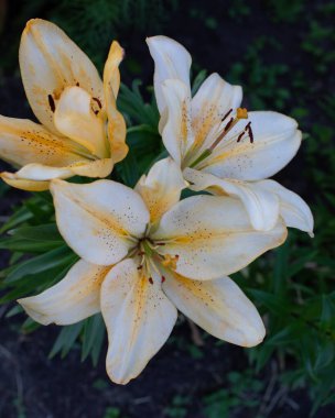 Sarı beyaz gün nilüfer çiçeği dikey fotoğrafçılık süsleme çiçeği