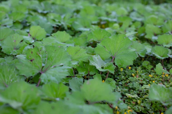 Tussilago farfara coltsfoot yaprakları, yakın plan. Doğal bitki örtüsü, tıbbi yeşil yapraklar yaka ayağı.