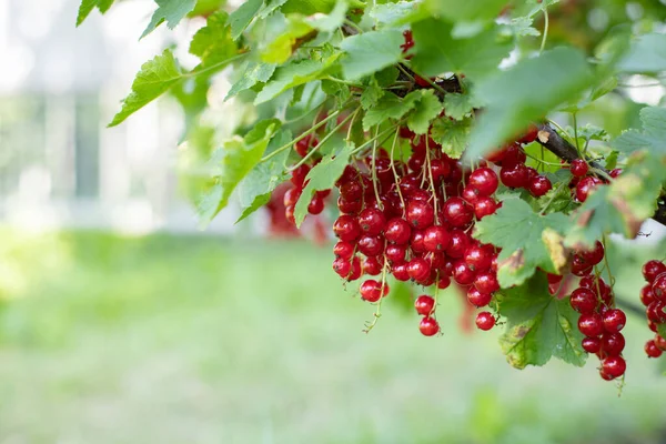 Maturare Grappoli Ribes Rosso Appesi Ramo Con Foglie Verdi Giardino — Foto Stock