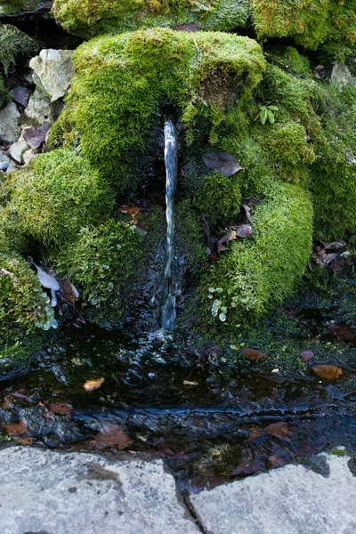 Natural spring of clean drinking water vertical photography, mountain water spring flowing among stones covered with green moss