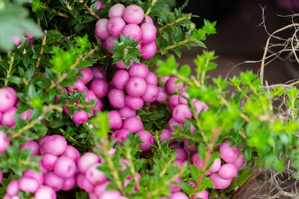 Bacche Pernettia Rosa Con Foglie Primo Piano Sfondo Naturale Decorazione — Foto Stock