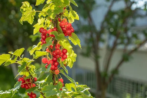 Mazzo Ribes Rosso Sole Raccolto Frutti Bosco Ribes Natura Spazio — Foto Stock