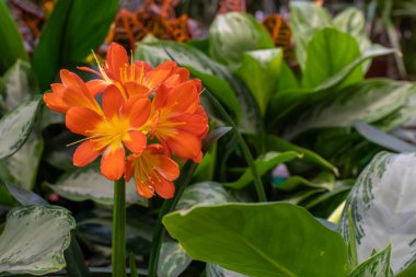 Clivia minyatür çiçekleri, sapsız yeşil çiçekli bitkiler. Clivia Amaryllis 'in yüksek sapında bir portakal çiçeği.
