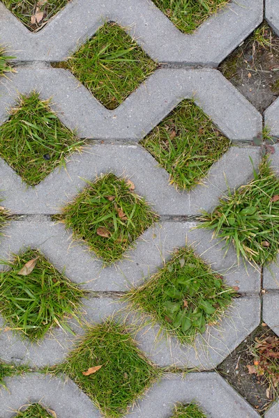 Cement Rooster Met Groen Gras Geometrische Milieuvriendelijke Stad Straten Textuur — Stockfoto