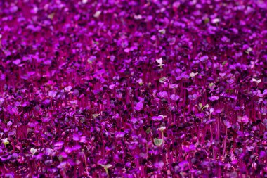 Mor bir bitki örtüsünün ışığı altında filizlenmiş bitki tohumları, kapalı alandaki bitkiler için buzdan aydınlatma. Mor pembe arkaplan