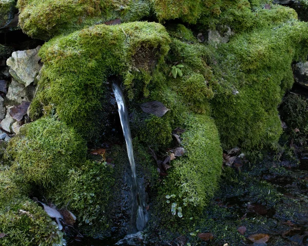 Přirozený Pramen Čisté Pitné Vody Tekoucí Mezi Kameny Pokrytými Zeleným — Stock fotografie