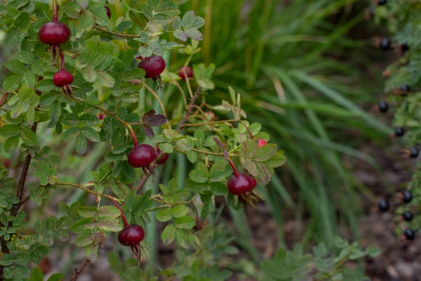 Frutti Borgognoni Rosa Spinosissima Bacche Rosse Mature Uno Scozzese Sono — Foto Stock