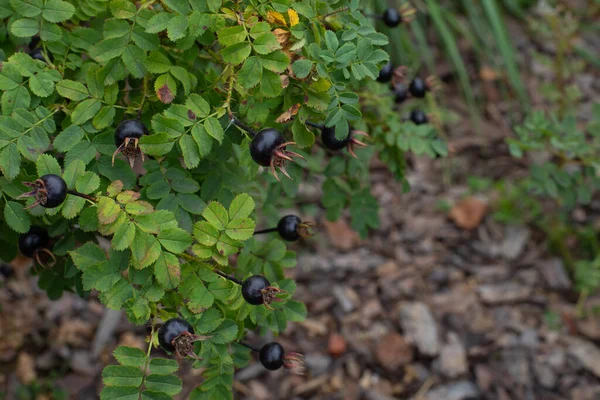 Stora Bär Rosa Spinosissima Mogna Svarta Rosenhöfter Höst Naturlig Bakgrund — Stockfoto