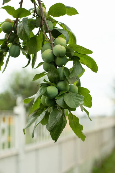 Plommon Trädgren Med Gröna Frukter Och Blad Vertikal Närbild Fotografi — Stockfoto