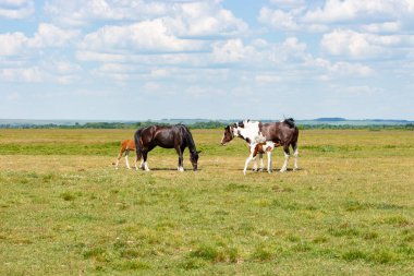 İki taylı at, kır hayatı. Yaz güneşli bir gün, at otlaması, annesinin yanında küçük bir tay yürüyüşü.