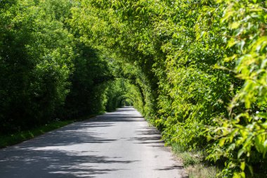 Kırsal bir yol oluşturan yeşil ağaçların yaprak kemeri. Doğal manzara, güneşli bir yaz günü. Tasarım için arkaplan