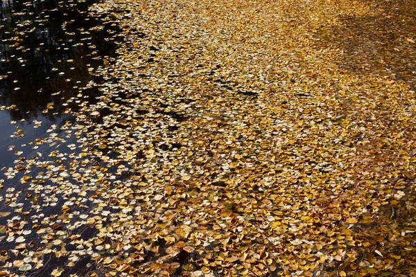 Die Oberfläche Des Teiches Ist Mit Gelben Herbstbirkenblättern Bedeckt Symbol — Stockfoto