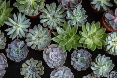 Egzotik saksı bitkileri arka plan, sulu ekheverya üst manzara, doğal yeşil echeveria kaktüsü.