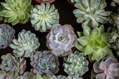 Ekeveria saksılarda, sulu bitki arka planında, doğal yeşil Echeveria bitkisinde
