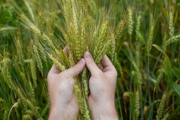 Farmer Kezek Kapaszkodó Búza Fülek Közelkép Két Kéz Ölelés Érett — Stock Fotó