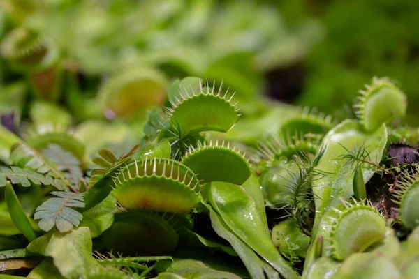 Venus Flytrap Eller Dionaea Muscipula Köttätande Växt Släktet Dionaeus Släktet — Stockfoto