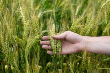 Çiftçi buğday kulaklarının olgunluğunu kontrol ediyor, gerçek renkli fotoğraf.
