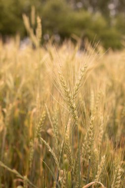 Açık havada olgun sarı kulaklar, dikey kırsal fotoğrafçılık.