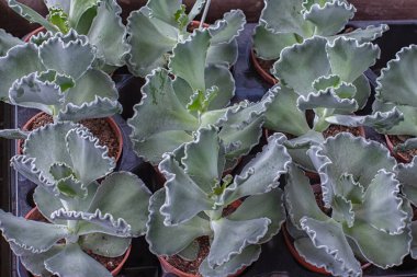 Cotyledon undulata, ya da dalgalı piç, güzel gümüş kadife bir bitki, üst manzara. Satılık saksılarda Cotyledon filizleri