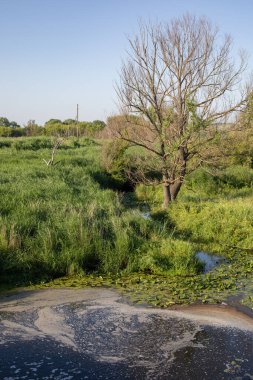 Doğal bir su kaynağının yüzeyinde su kirliliği, kir ve yakıt var. Çevresel kaygılar, dikey fotoğrafçılık