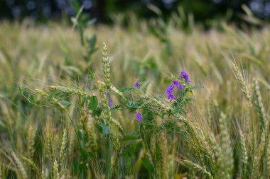Mavi bezelye çiçekleriyle çevrili buğday kulakları, arka plan tasarımı