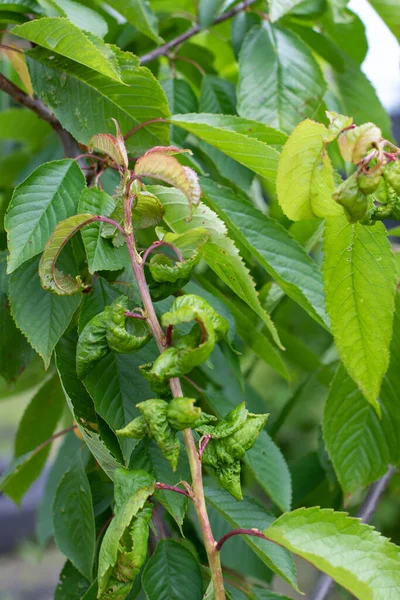 Aphid fruit tree disease fungus, branch of diseased cherry tree vertical photography