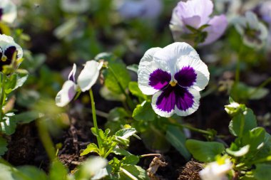 Baharda beyaz mor nonoş çiçeği, bahçe dekorasyonu, küçük boy çiçek bitkileri. Doğal geniş çiçek yumuşakça yakın plan kopya alanı