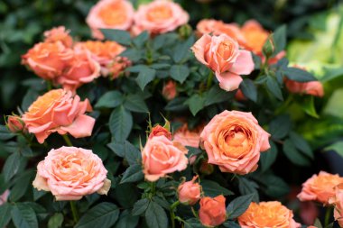 Çay gülü çiçeği, narin turuncu gül çiçeği yakından. Tasarım için arkaplan duvar kağıdı