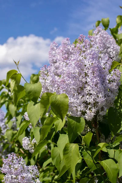 Σύριγκα Ανθίζει Κάθετη Φωτογραφία Blue Lilac Color Many Small Flowers — Φωτογραφία Αρχείου